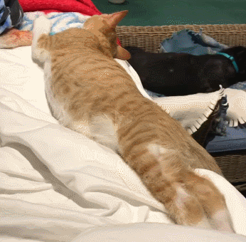 Cat Falls Down from the Edge of the Bed while Dog is Startled