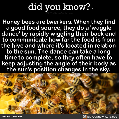honey-bees-are-twerkers-when-they-find-a-good