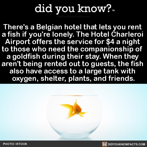 theres-a-belgian-hotel-that-lets-you-rent-a-fish