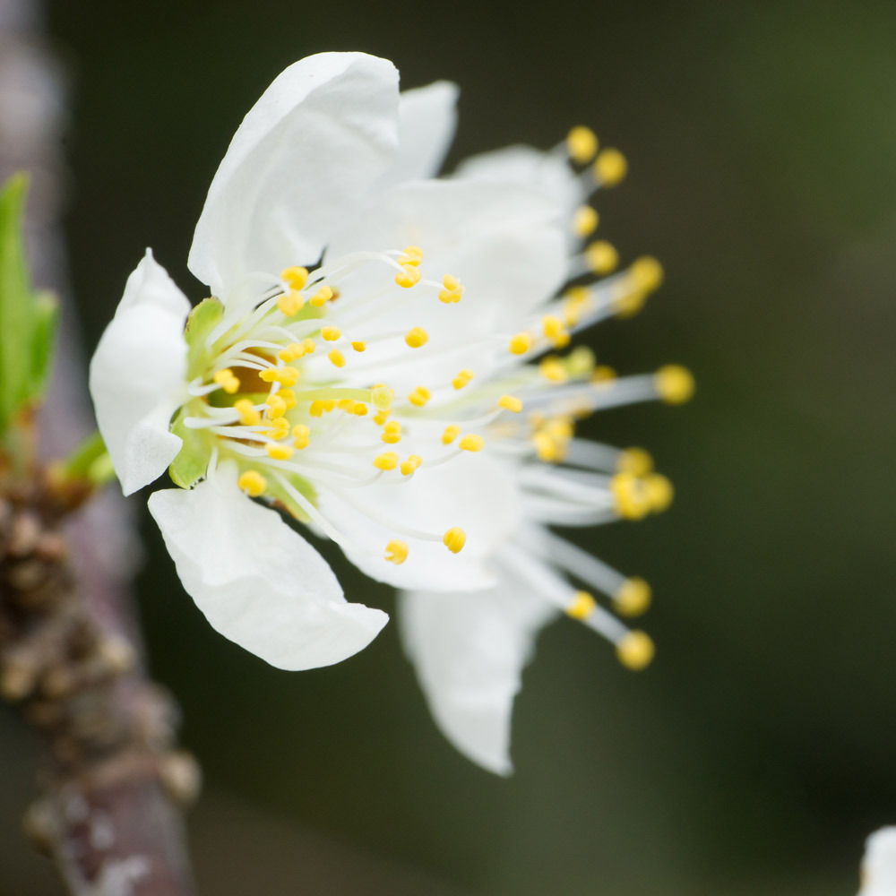 屋久島　スモモの花