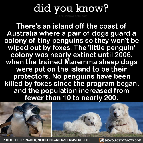 theres-an-island-off-the-coast-of-australia-where