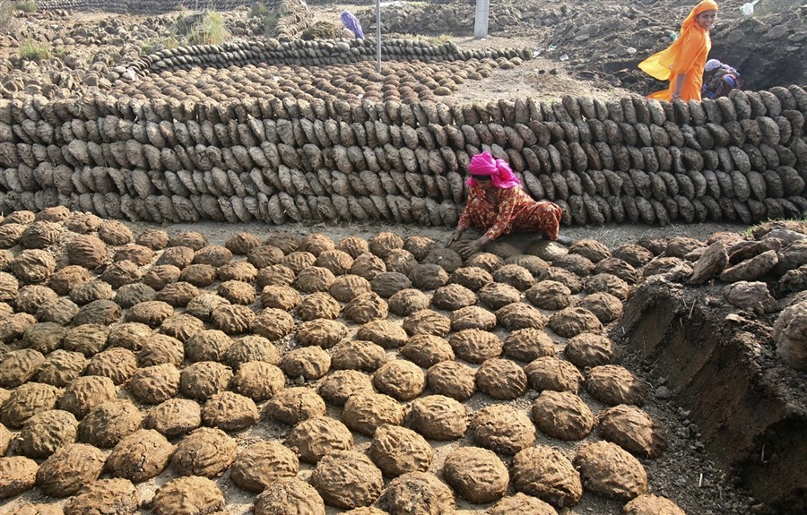 Indian Women making Cow Dung Cakes