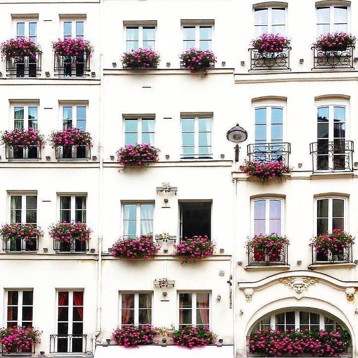 Des fleurs à Paris. Flowers in Paris. Photo Diph Photography.