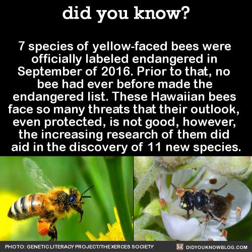 7-species-of-yellow-faced-bees-were-officially