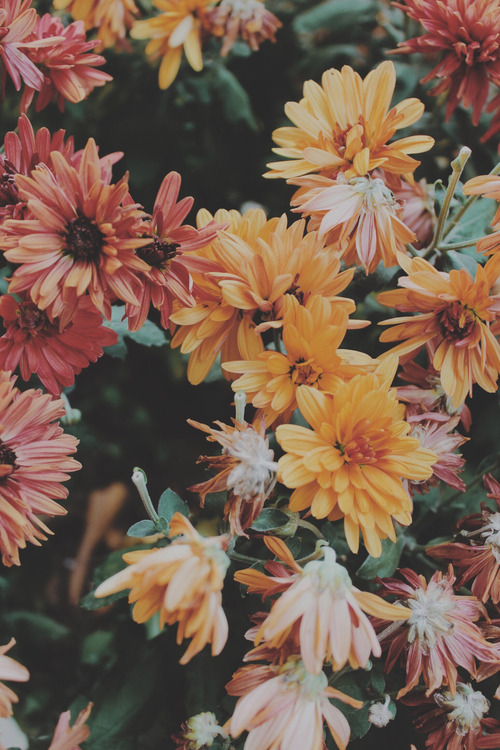vintage flowers on tumblr | Tumblr