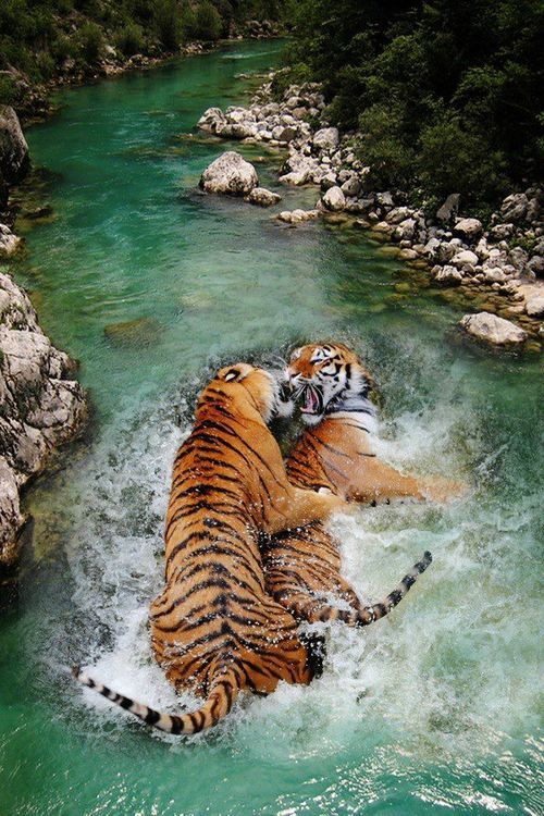 dope tiger backgrounds | Tumblr