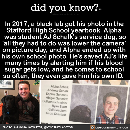 in-2017-a-black-lab-got-his-photo-in-the