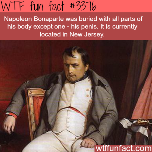 Fun Facts About Penis 10