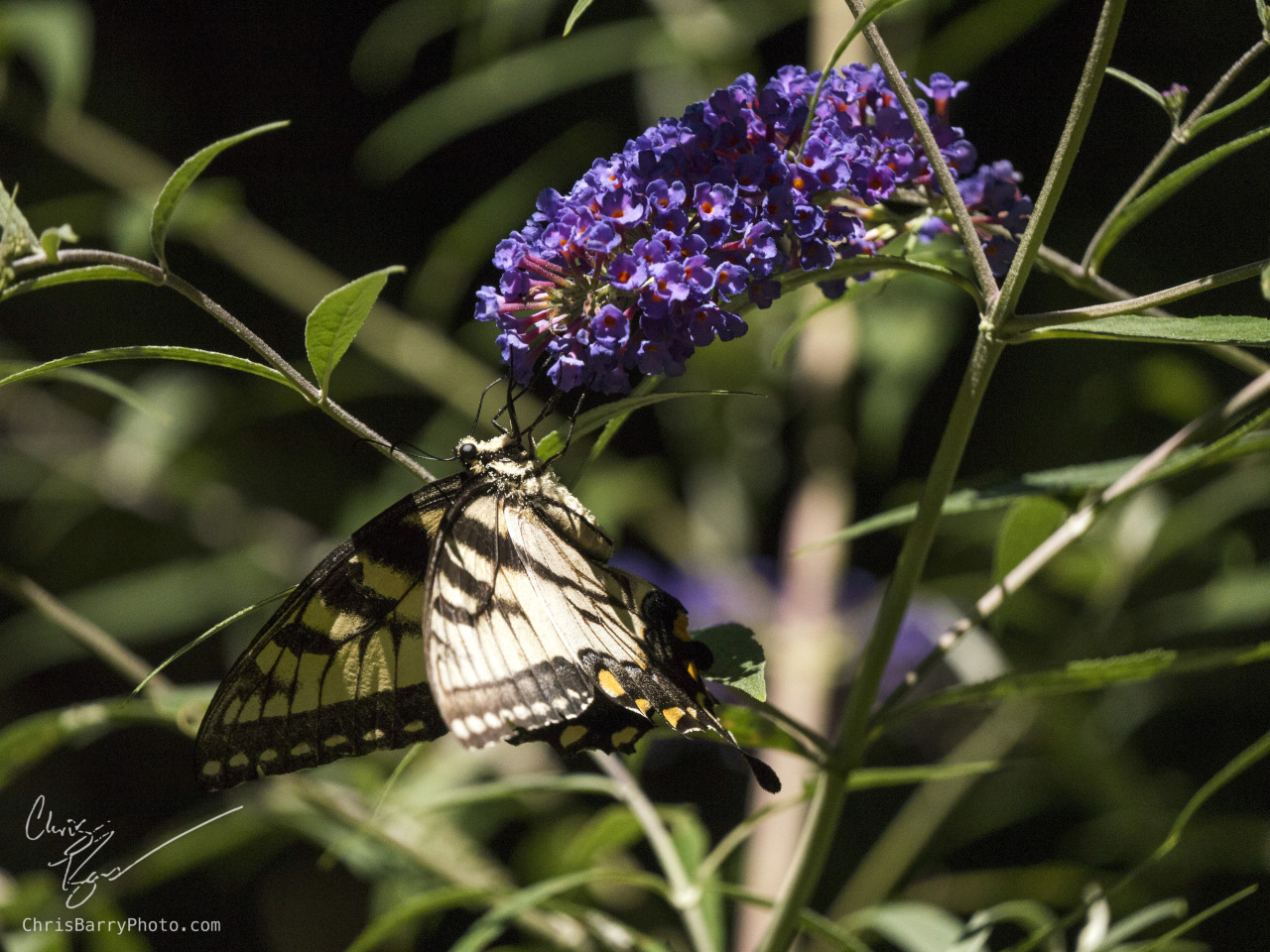 Tiger Swallowtail on Butterfly Bush II