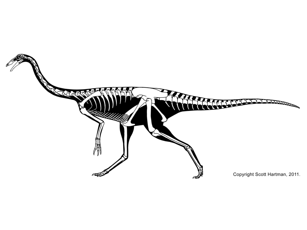 gallimimus coloring pages - photo #33