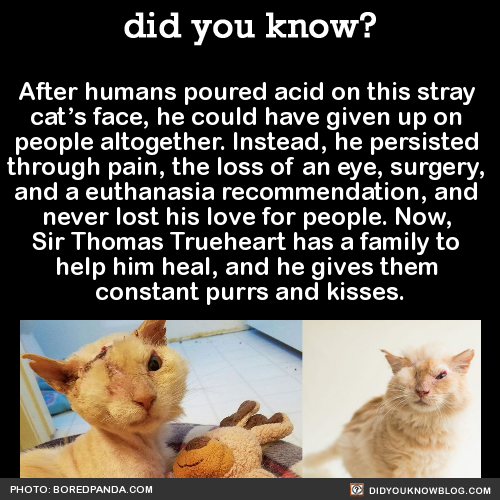 after-humans-poured-acid-on-this-stray-cats