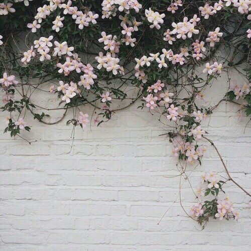 white flowers on Tumblr
