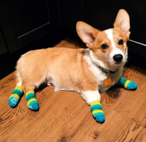 corgi wearing socks