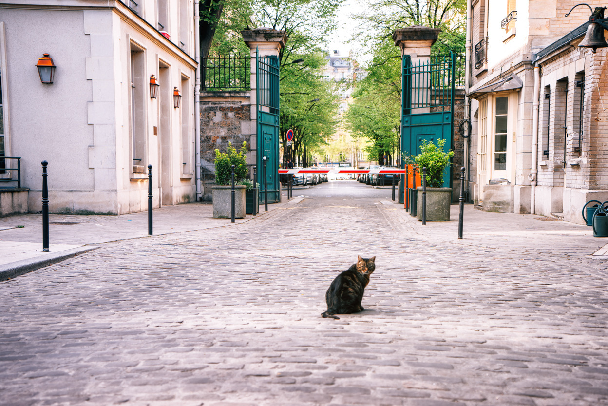 Paris - Montmartre Paris lingers long in the synapses of memory. It winds its way into dreams and into the edges of lingering conversation long after you explore its streets This is a cat on a street in Montmartre right outside of a beautiful...