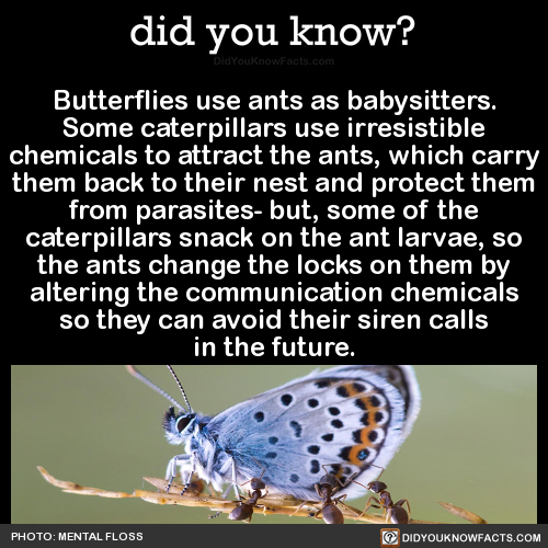butterflies-use-ants-as-babysitters-some
