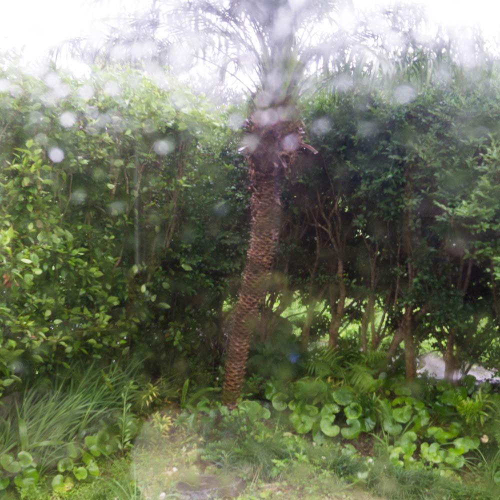 屋久島の雨　ジュエリーのアトリエの庭