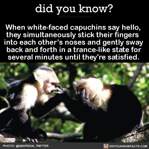 when-white-faced-capuchins-say-hello-they