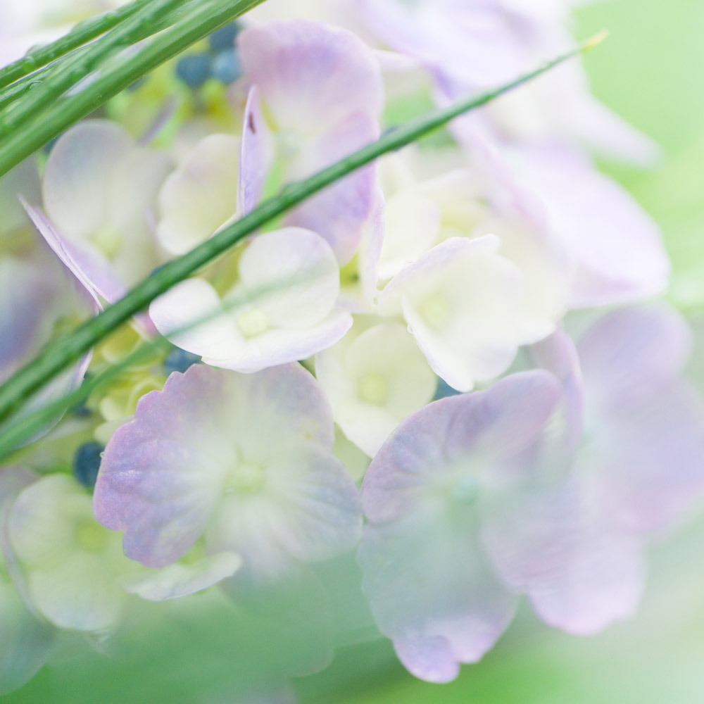 屋久島の紫陽花　クローズアップ