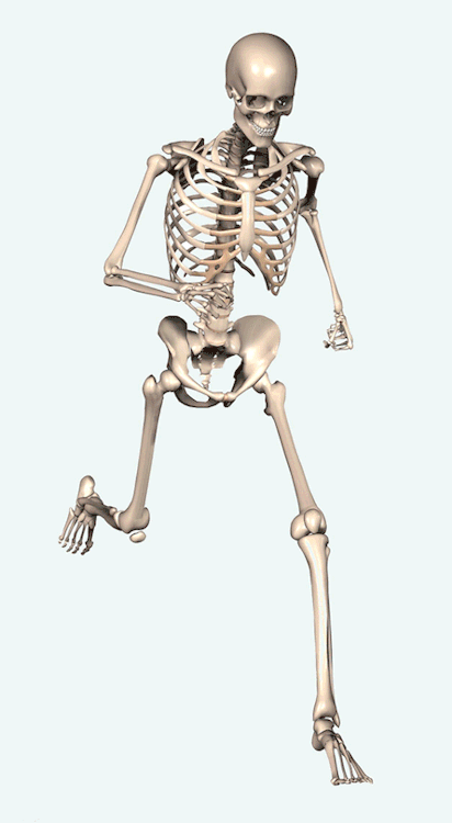 Resultado de imagem para gif esqueleto humano