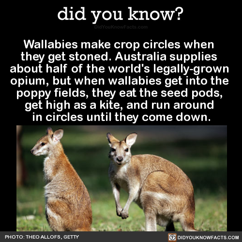 wallabies-make-crop-circles-when-they-get-stoned