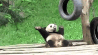 panda gifs | WiffleGif