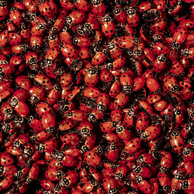 redfoxintheart:
“The Ladybird Invasion of 1976 by brizzle born and bred on Flickr.
”
Via morceau-friand.tumblr.com