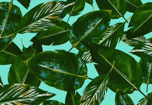 palm leaf wallpaper | Tumblr