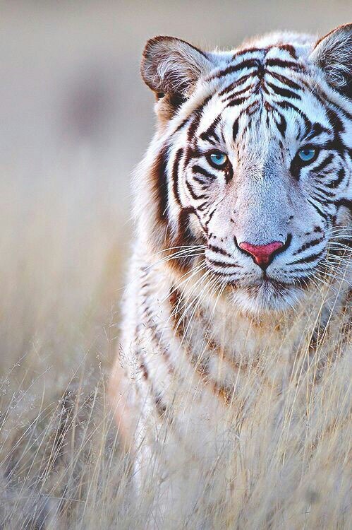 tiger hd | Tumblr