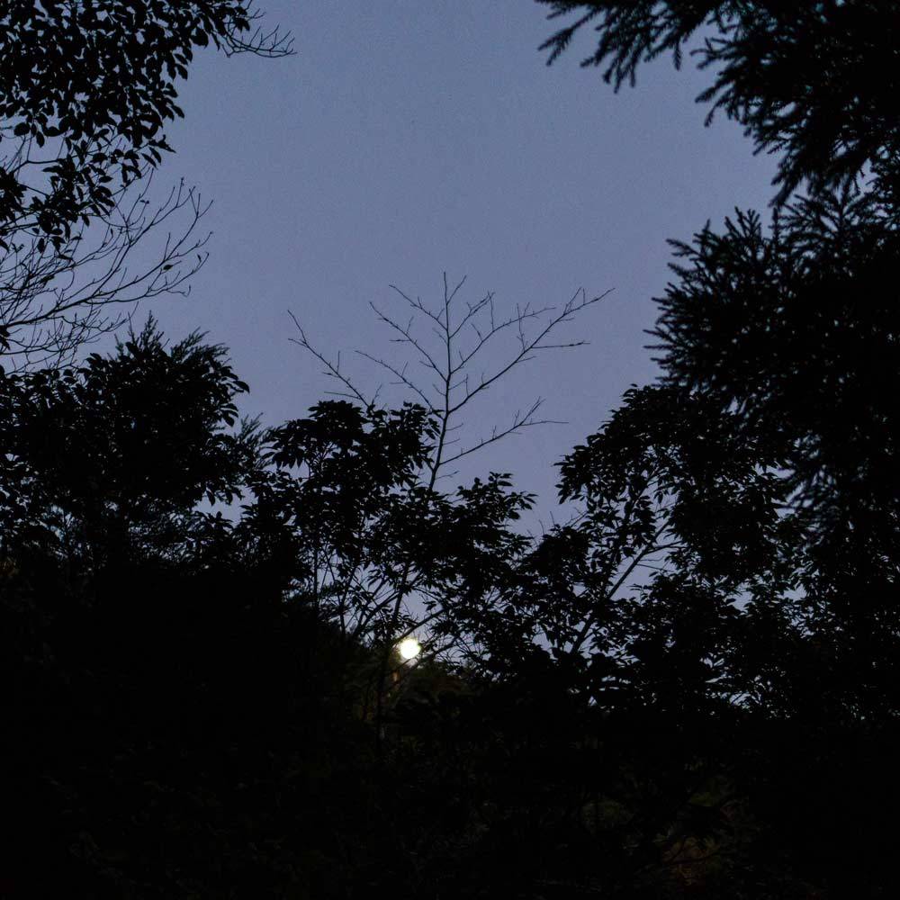 屋久島　夜の森