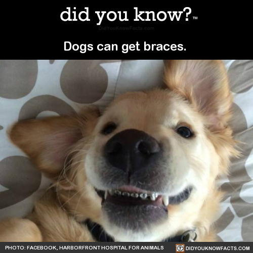 dogs-can-get-braces-source-source-2-source-3