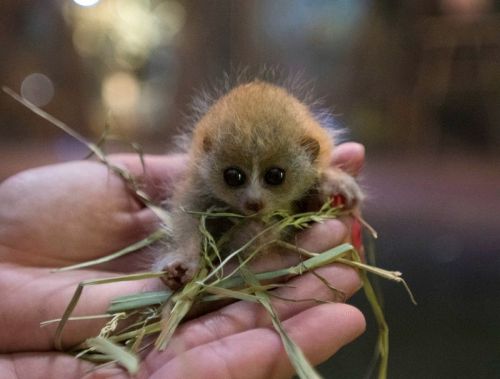 The Pygmy Slow Loris is such an impressively small... | Archie McPhee's