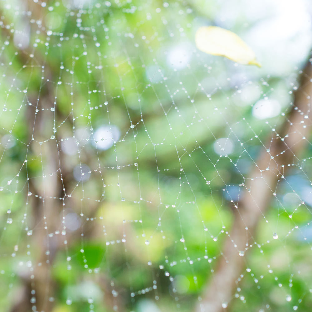 屋久島の雨と蜘蛛の巣