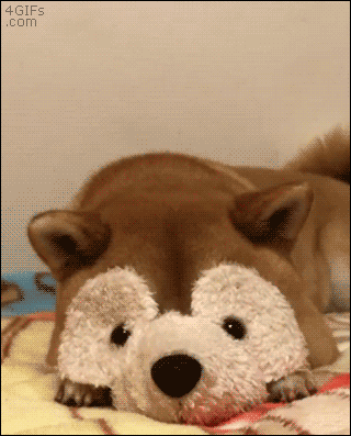 Peek-a-boo stuffed toy doge pupper gif