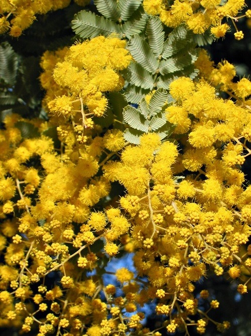 yellow acacia flower