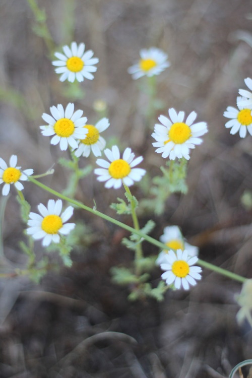 carnation flower photography | Tumblr