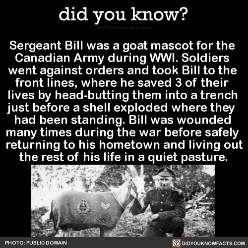 sergeant-bill-was-a-goat-mascot-for-the-canadian