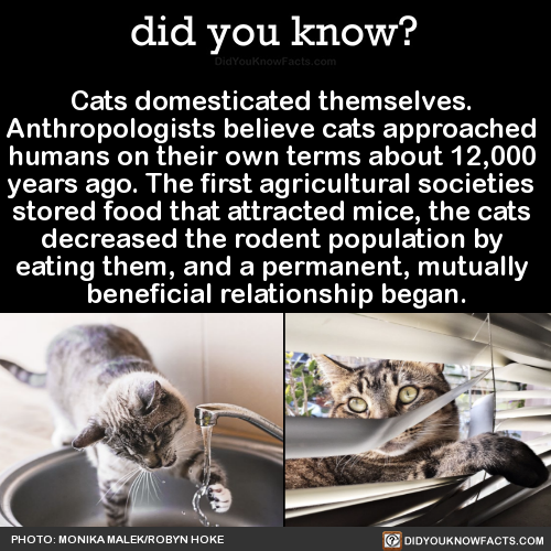 cats-domesticated-themselves-anthropologists