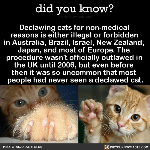 declawing-cats-for-non-medical-reasons-is-either
