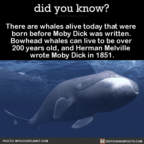 there-are-whales-alive-today-that-were-born