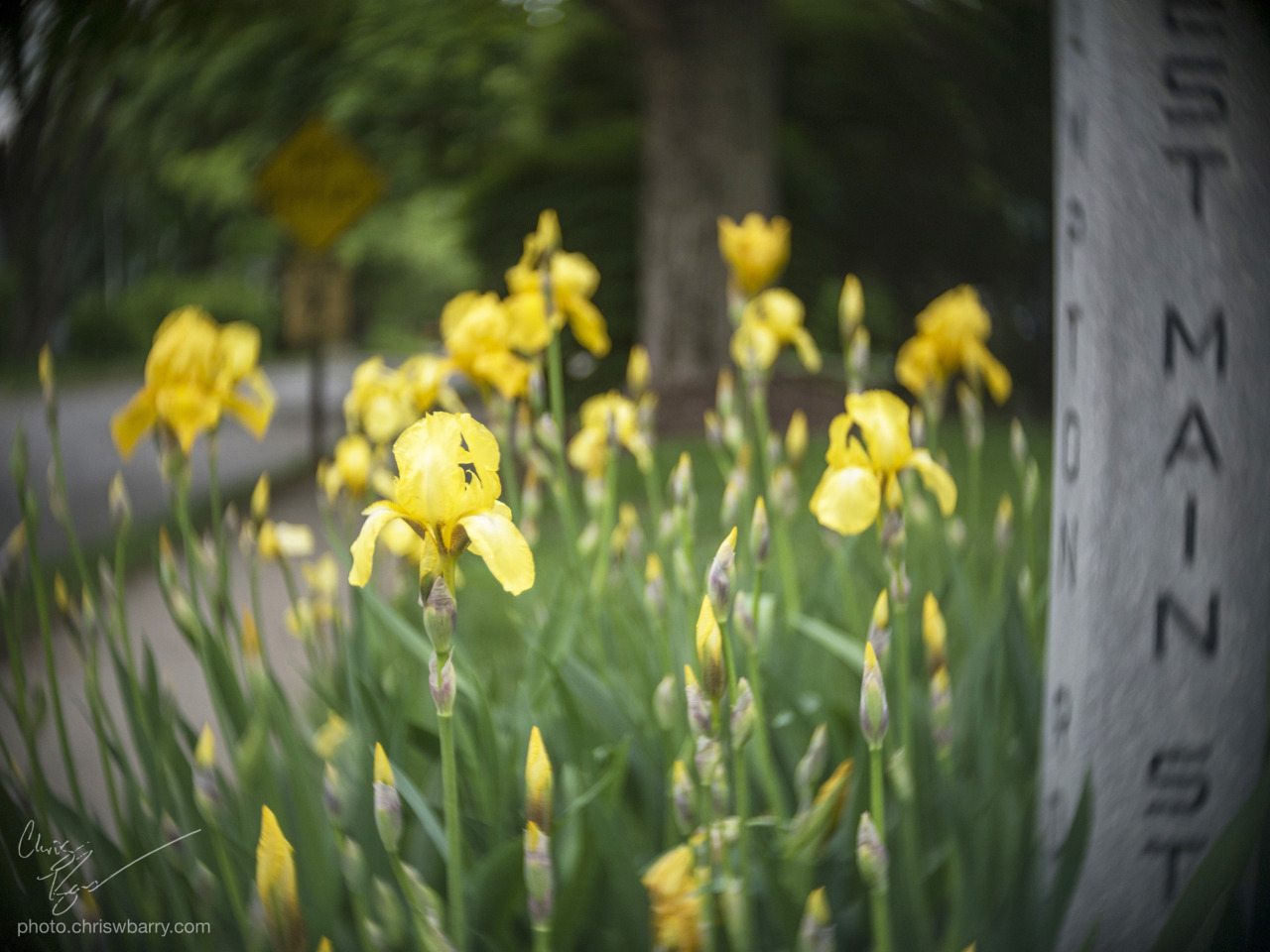 5-24-16: Yellow Iris