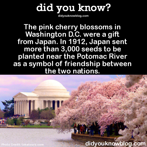 the-pink-cherry-blossoms-in-washington-dc-were-a