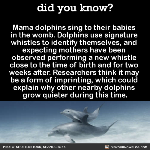 did-you-kno-mama-dolphins-sing-to-their-babies