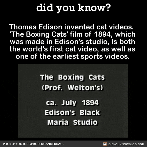 thomas-edison-invented-cat-videos-the-boxing