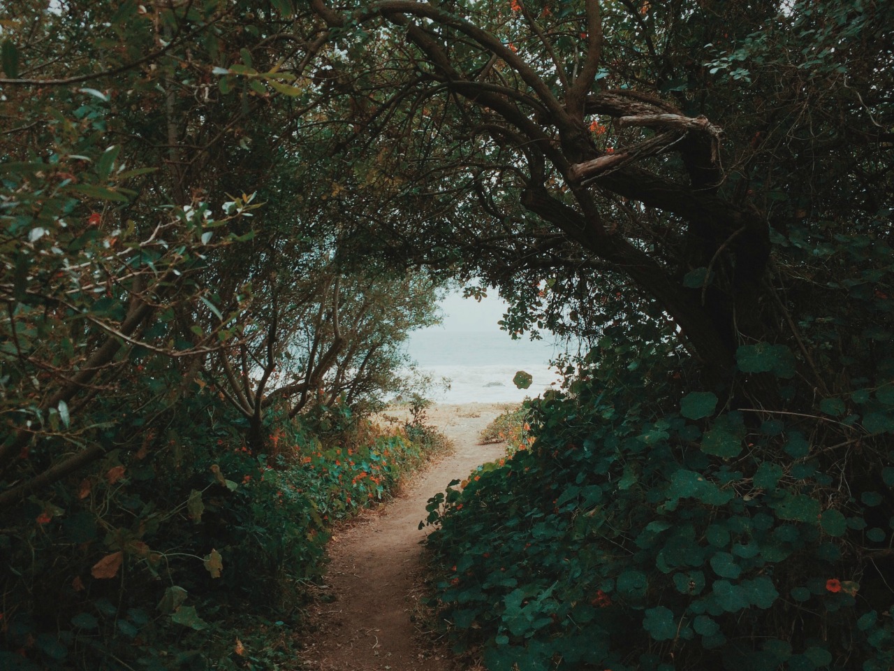 thedeadgameblog:
“ expressions-of-nature:
“ by Kelly Victoria
”
Take me out of this forest,
Out of this tangled mess.
Away from my demons,
Who haunt me at night.
I can see the light ahead,
A beacon of light shining bright.
A view of sand and...