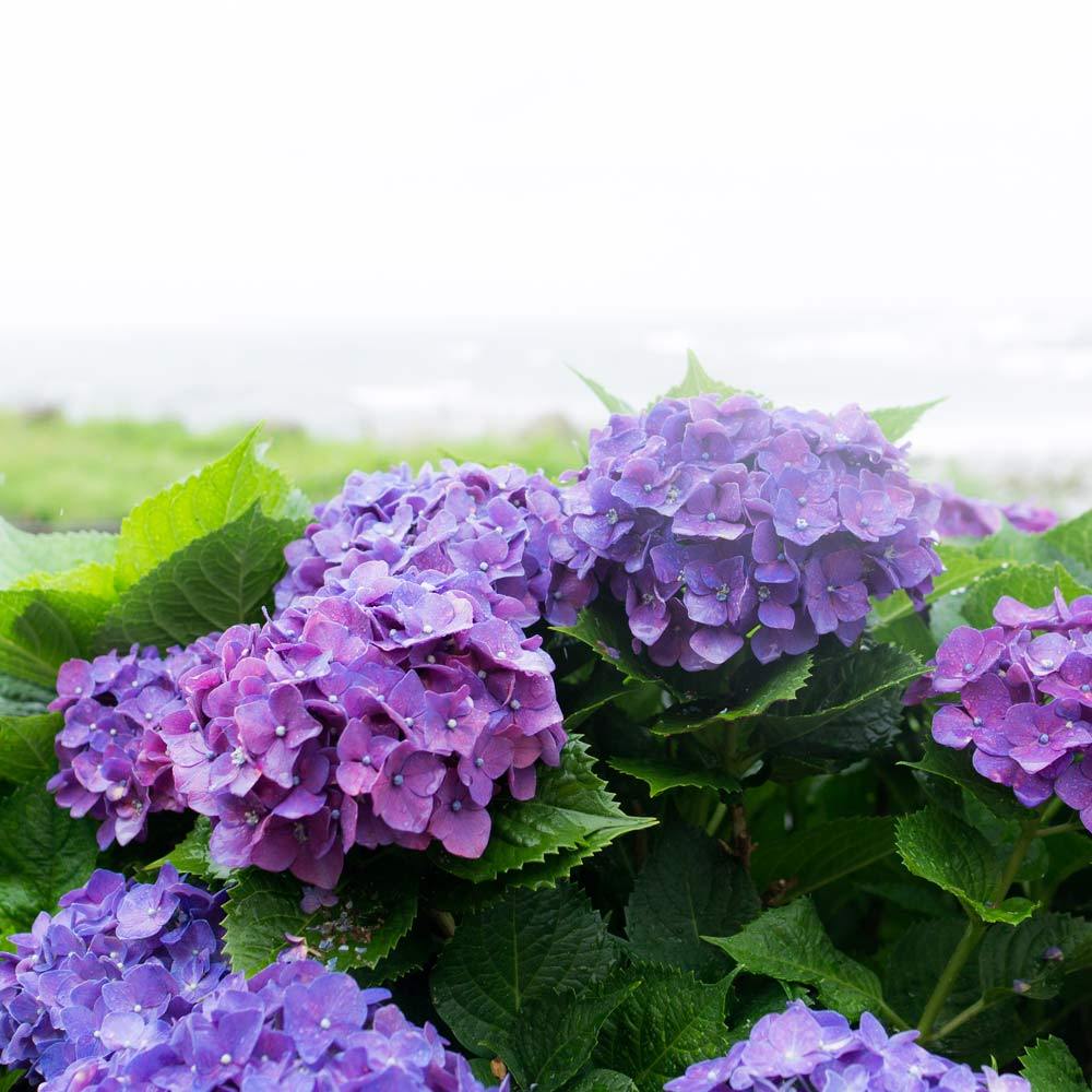 屋久島の紫陽花と海