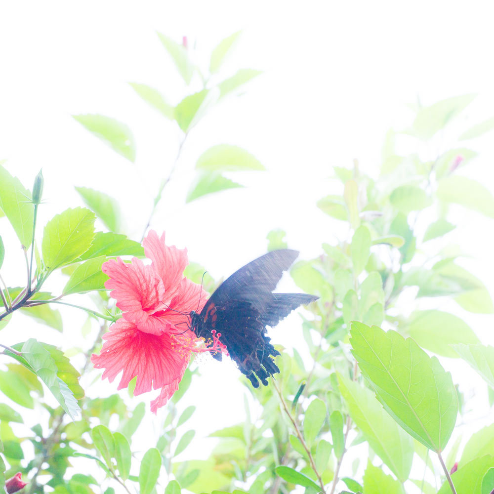 屋久島の蝶々
