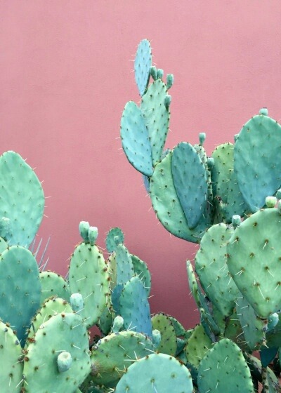 cacti on Tumblr