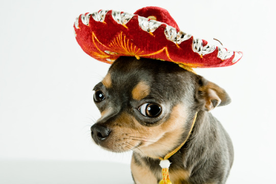 Chihuahua in a Mexican hat