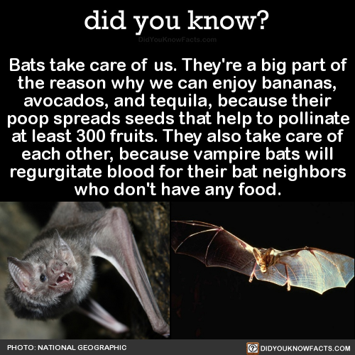 bats-take-care-of-us-theyre-a-big-part-of-the