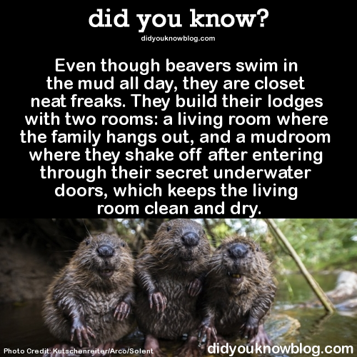 did-you-kno-happy-international-beaver-day